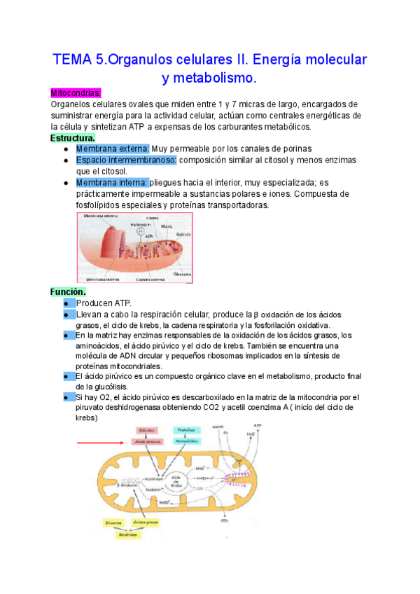 Miniatura del documento TEMA-5.Organulos-celulares-II.-Energia-molecular-y-metabolismo..pdf