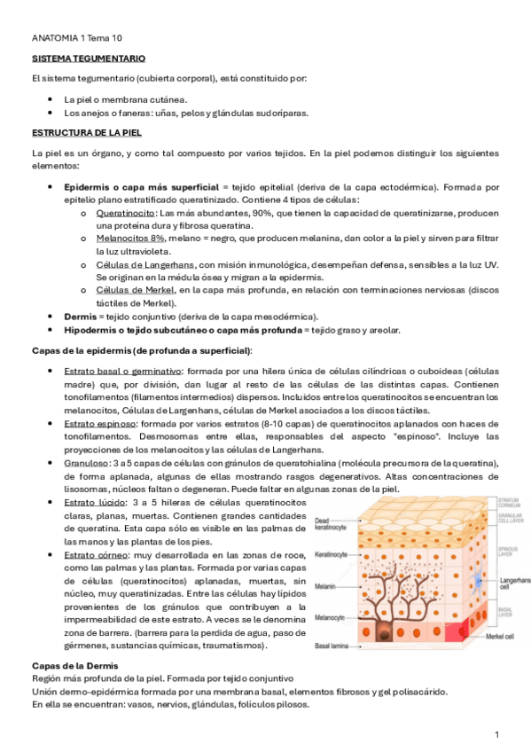 Miniatura del documento ANATOMIA-1-Tema-10.pdf
