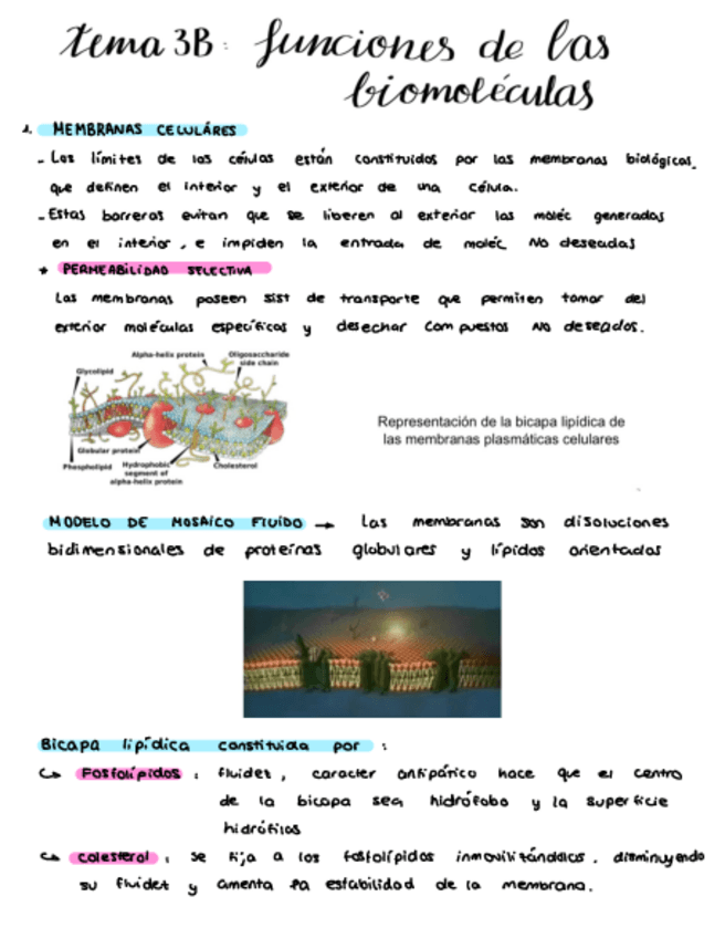 Miniatura del documento Tema3B.pdf