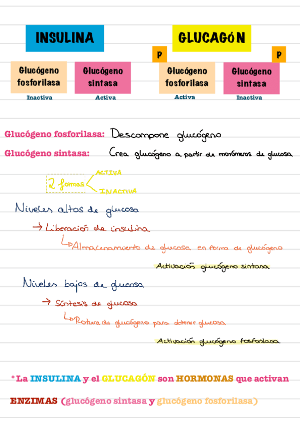 Miniatura del documento Insulina--Glucagon.pdf