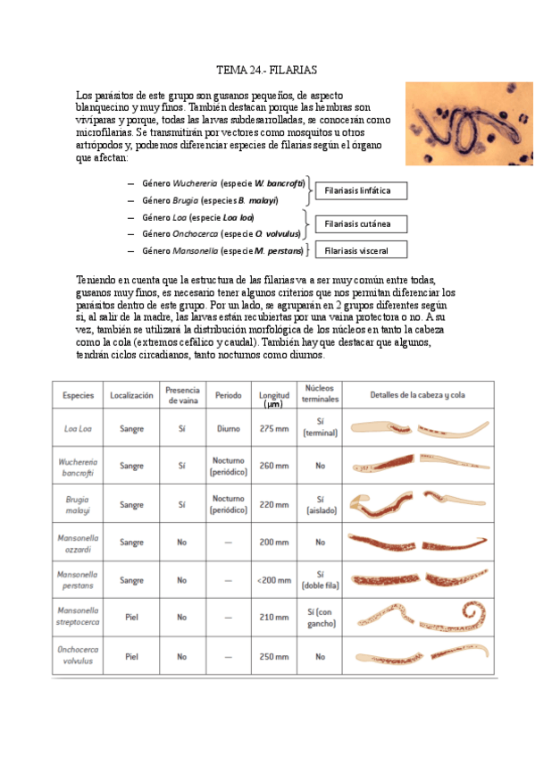 Miniatura del documento Tema-24.-Filarias.pdf