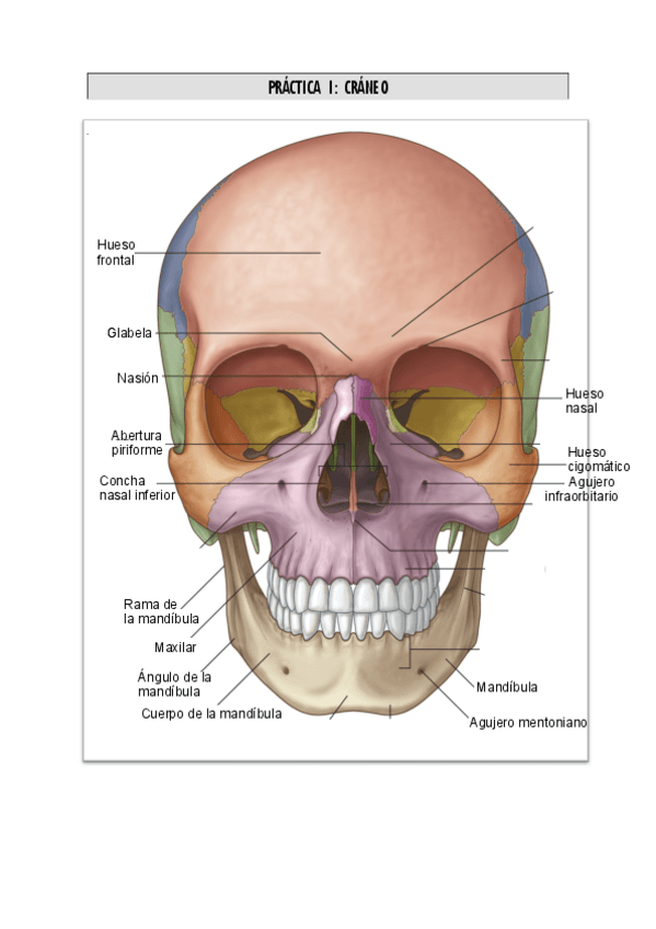 Miniatura del documento practicas-1-examen.pdf
