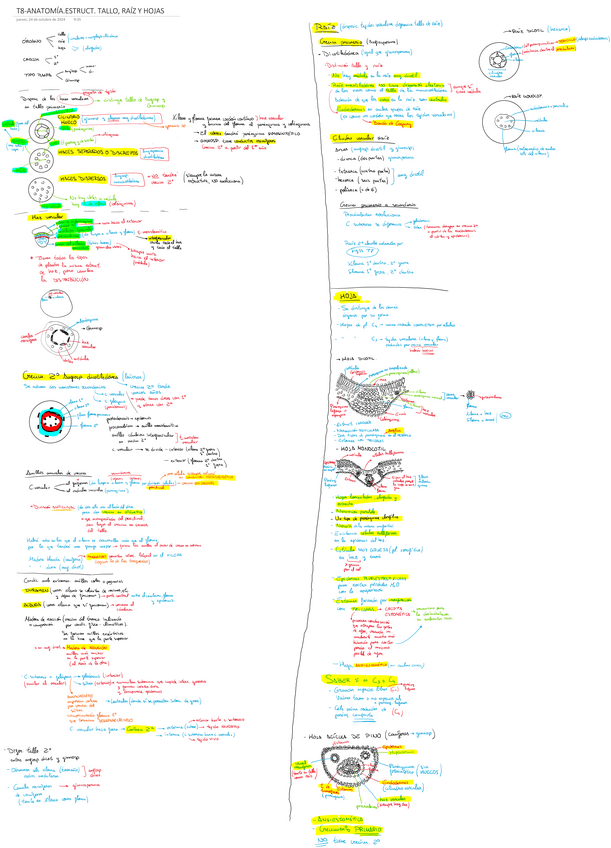 Miniatura del documento T8-ANATOMIA.ESTRUCTURA-DEL-TALLO-RAIZ-Y-HOJA.pdf