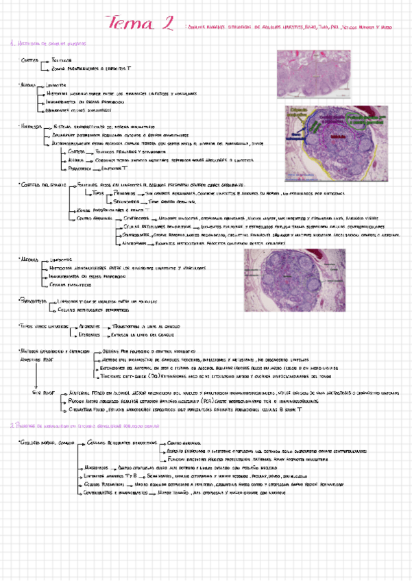 Miniatura del documento Tema-2-analisis-de-imagenes-citologias-de-ganglios-bazotimotejidos-blandos-y-hueso.pdf
