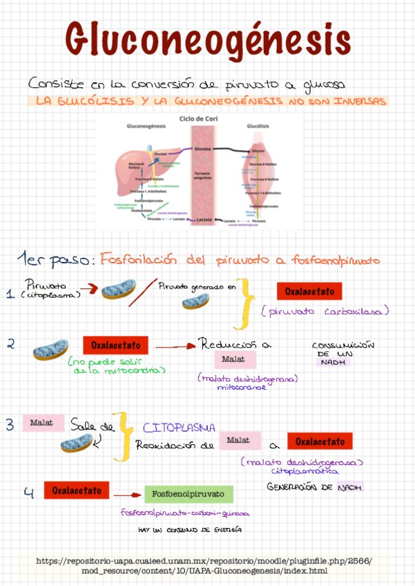 Miniatura del documento Gluconeogenesis.pdf