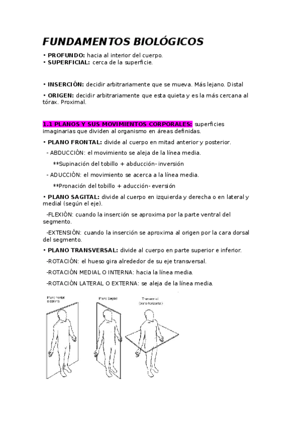 Miniatura del documento FUNDAMENTOS-BIOLOGICOS-ANATOMIA.docx