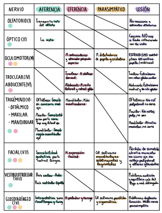 Miniatura del documento Nervios craneales tabla.pdf