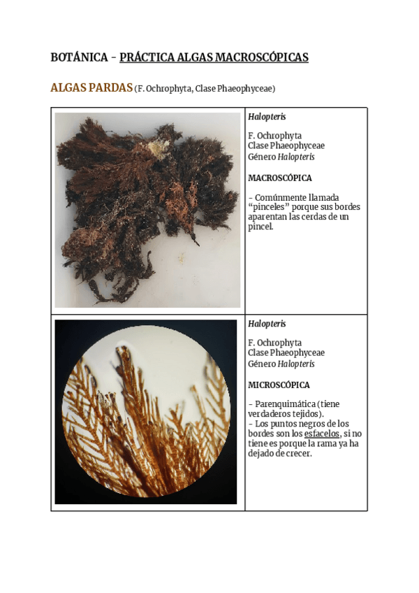 Miniatura del documento Practica-de-Algas-Macroscopicas.pdf