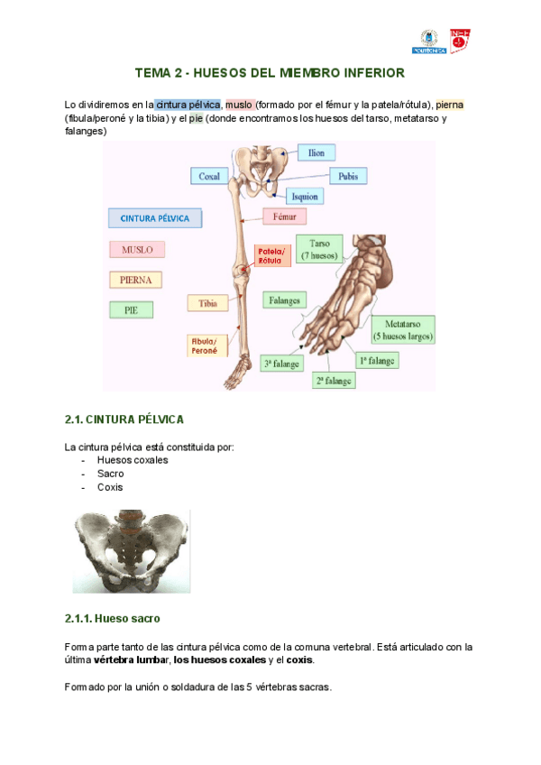 Miniatura del documento TEMA-2-ANATOMIA-2.pdf