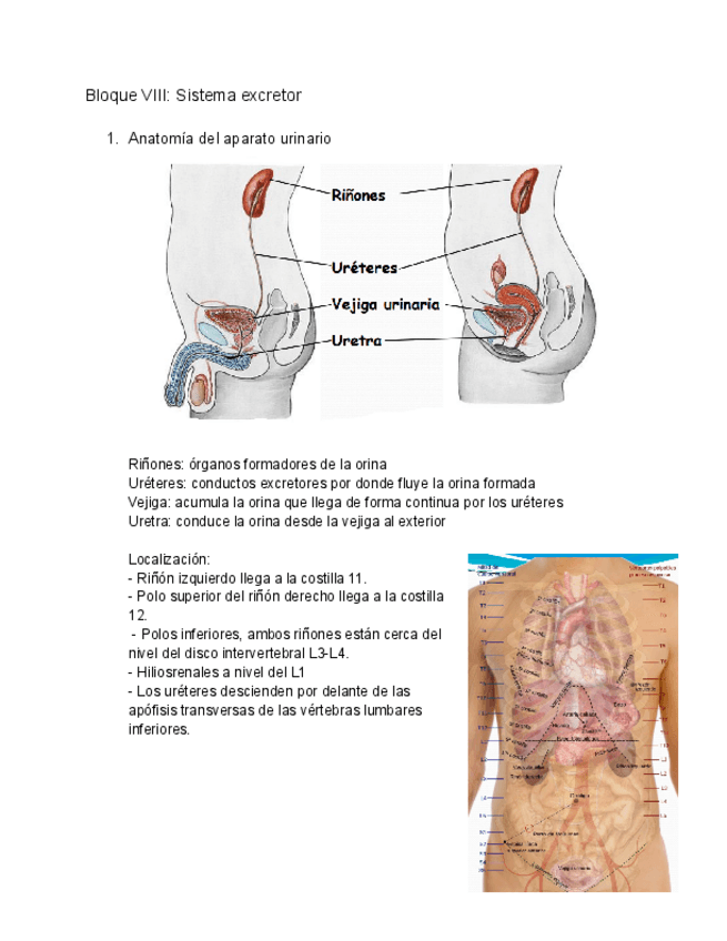 Miniatura del documento Sistema-excretor.pdf