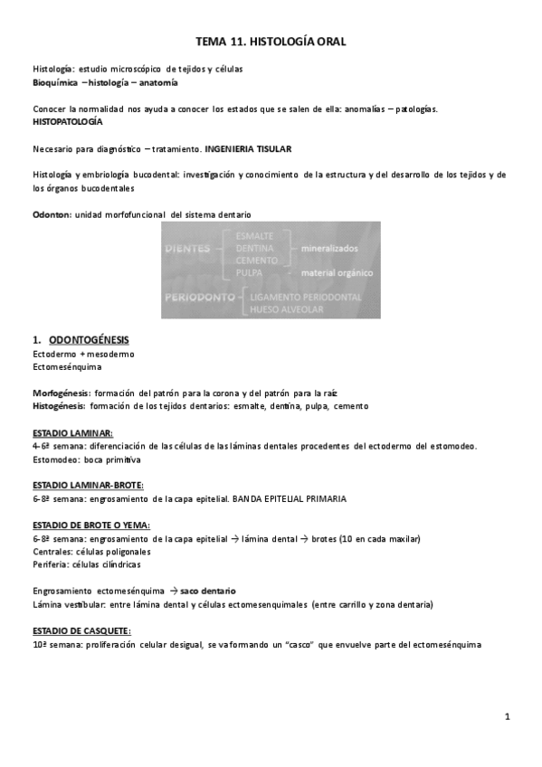 Miniatura del documento T11.-Histologia.pdf