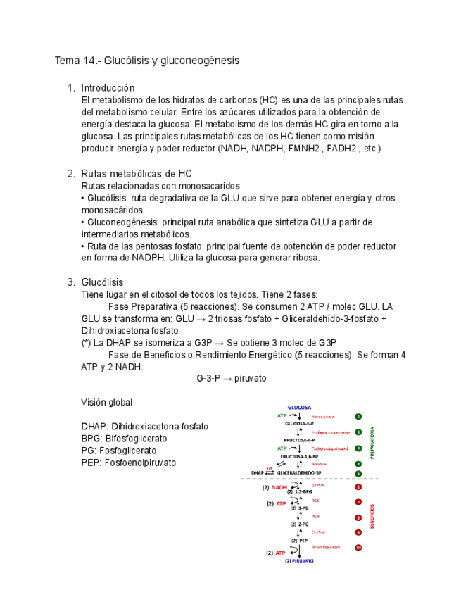 Miniatura del documento Tema-14.-Glucolisis-y-gluconeogenesis.pdf