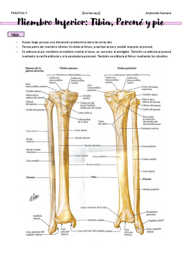 Miniatura del documento PRACTICA-7-Miembro-Inferior-Tibia-Perone-y-pie.pdf