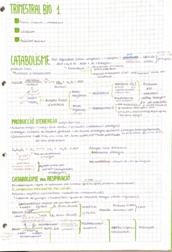 Miniatura del documento metabolisme.pdf