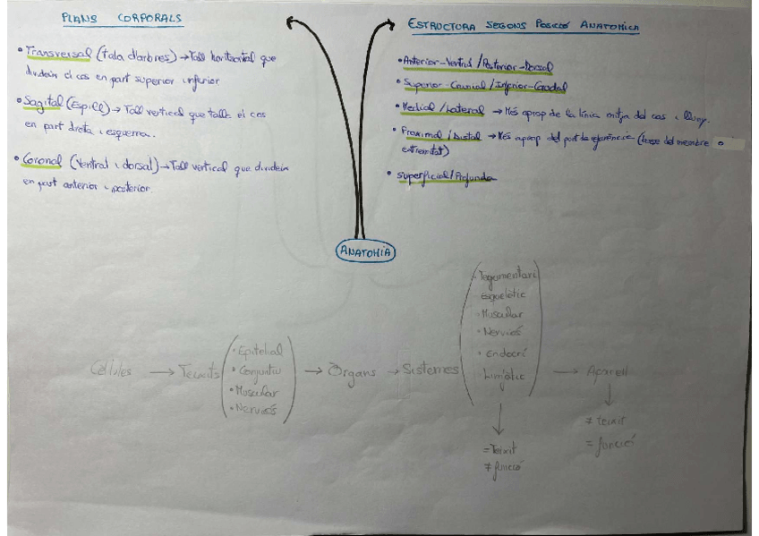 Miniatura del documento Anatomia.pdf