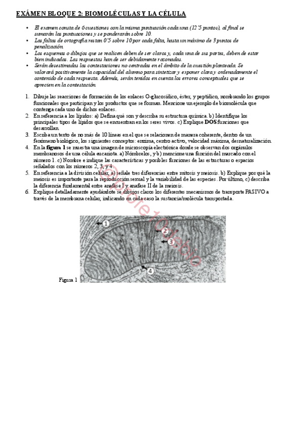 Miniatura del documento Examen-Bloque-2.-Biomoleculas-Y-La-Celula.pdf