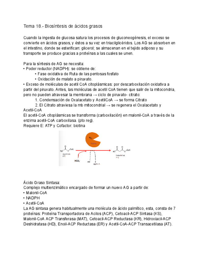 Miniatura del documento Tema-18.-Biosintesis-de-acidos-grasos.pdf