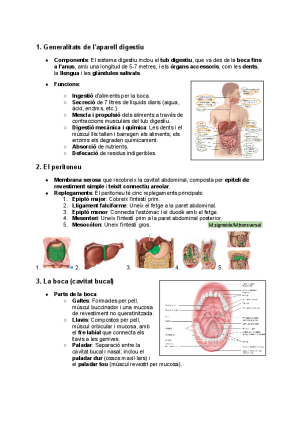 Miniatura del documento UD1.-Estudi-anatomicofisiologic-de-laparell-digestiu.pdf