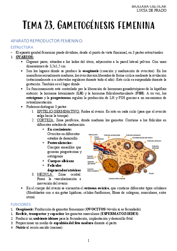 Miniatura del documento 22.-GAMETOGENESIS-FEMENINA.pdf