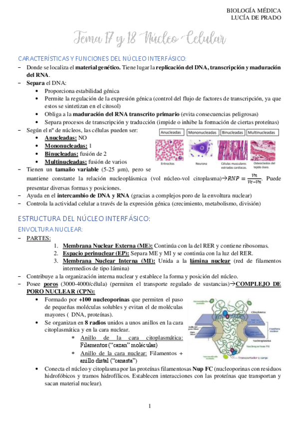 Miniatura del documento 17-Y-18.-NUCLEO-INTERFASICO.pdf