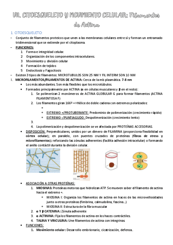 Miniatura del documento 7.-CITOESQUELETO-I.-FILAMENTOS-DE-ACTINA.pdf