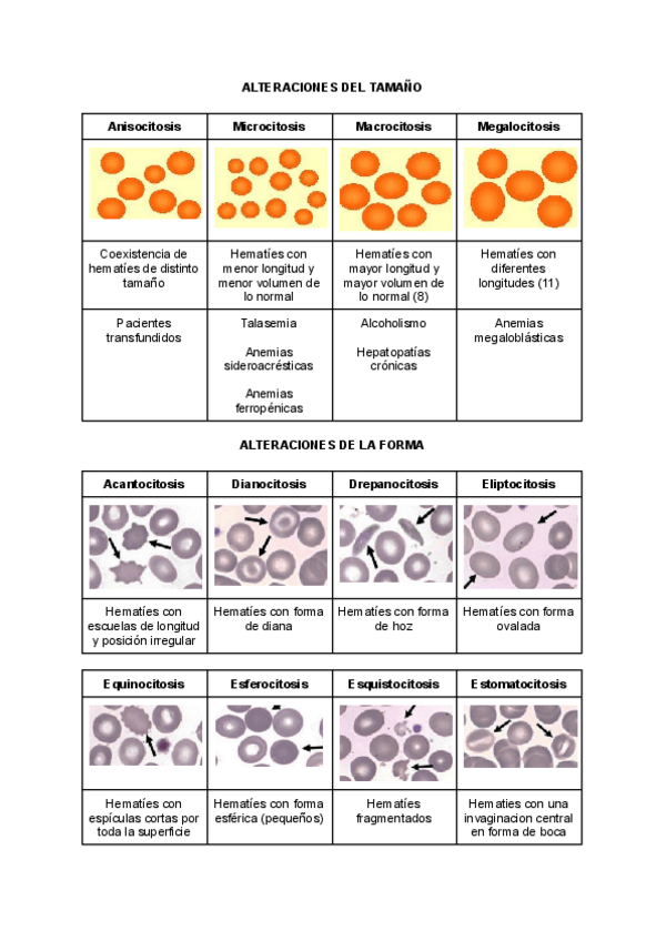 Miniatura del documento ALTERACIONES-ERITROCITARIAS.pdf