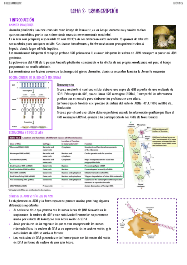 Miniatura del documento tema-8-biologia-molecular.pdf