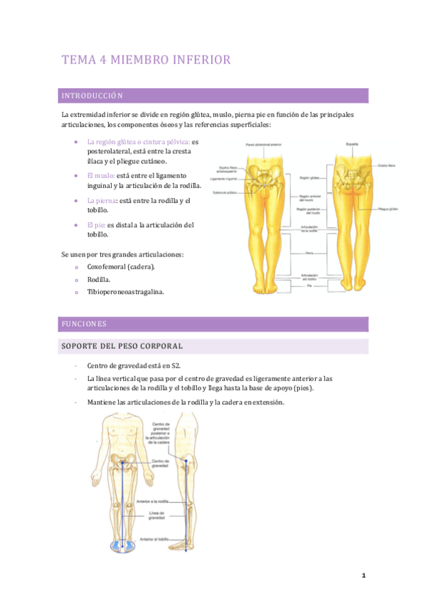 Miniatura del documento TEMA-4-ANATOMIA-HUMANA.pdf