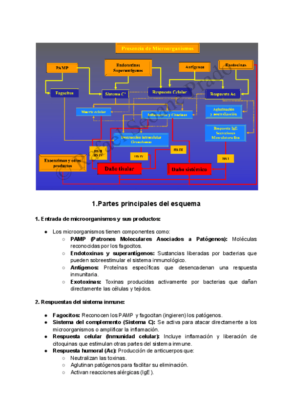 Miniatura del documento Presencia-de-Microorganismos-Esquema-Explicado.pdf
