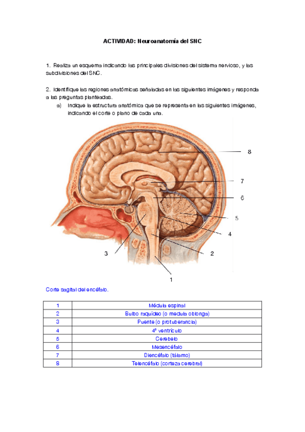 Miniatura del documento ACTIVIDAD-CLASE-Neuroanatomia-1Medula-espinalPAUTA.pdf