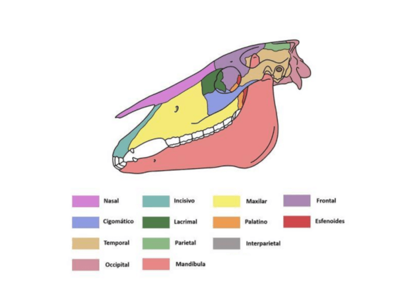 Miniatura del documento Anatomia-comparada-del-craneo.pdf