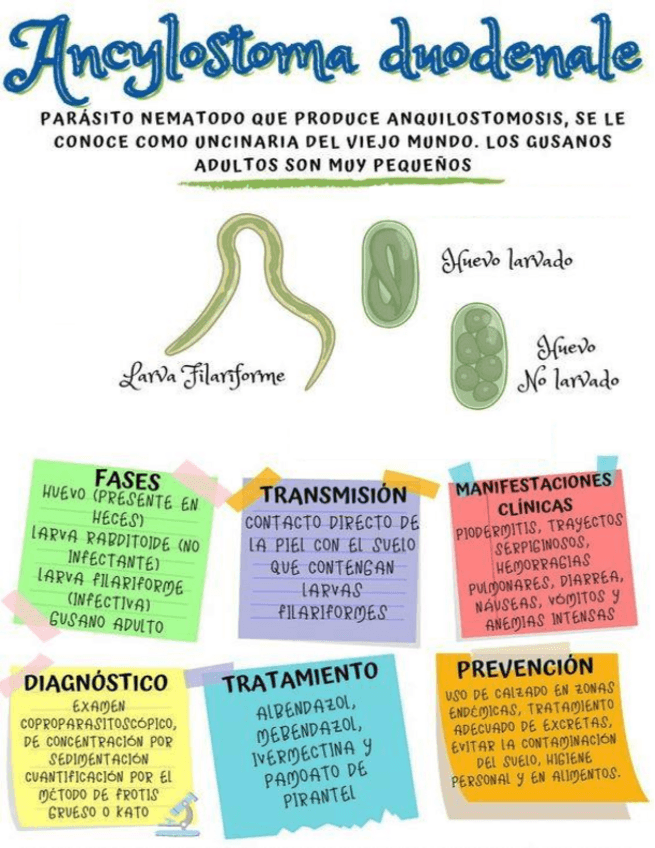 Miniatura del documento Ancylostoma-duodenale.pdf