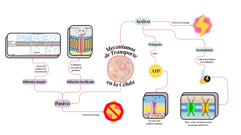 Miniatura del documento Mecanismo-de-transporte-en-la-celula.pdf