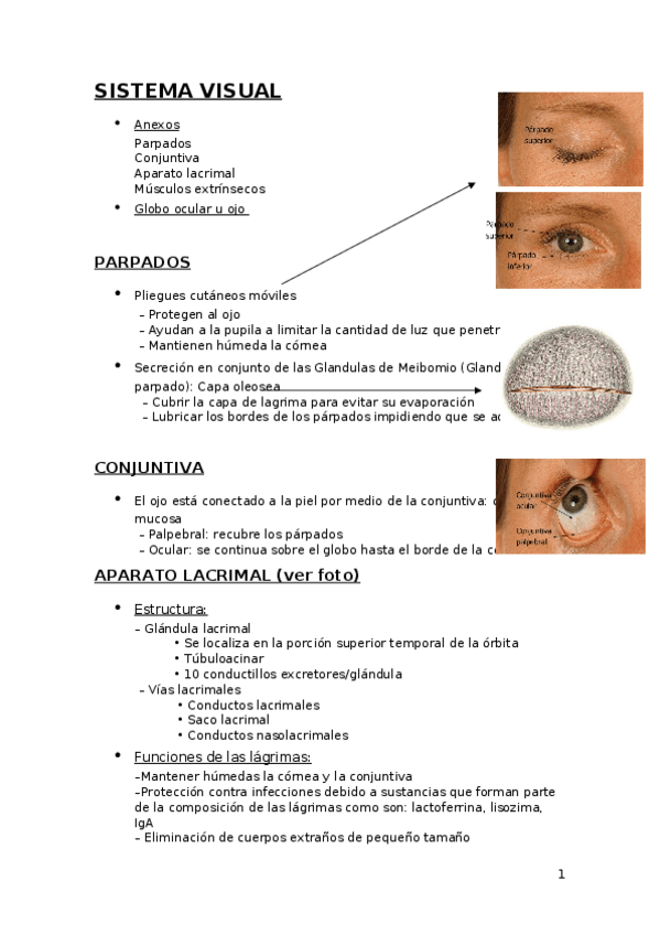 Miniatura del documento SISTEMA VISUAL.docx