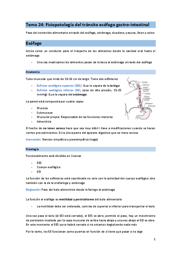 Miniatura del documento T24-FIS-transito-esofago-gastrointestinal.pdf