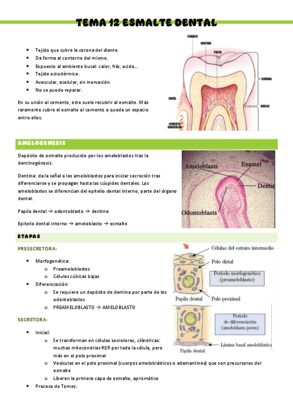 Miniatura del documento HISTOLOGIA-T12.pdf