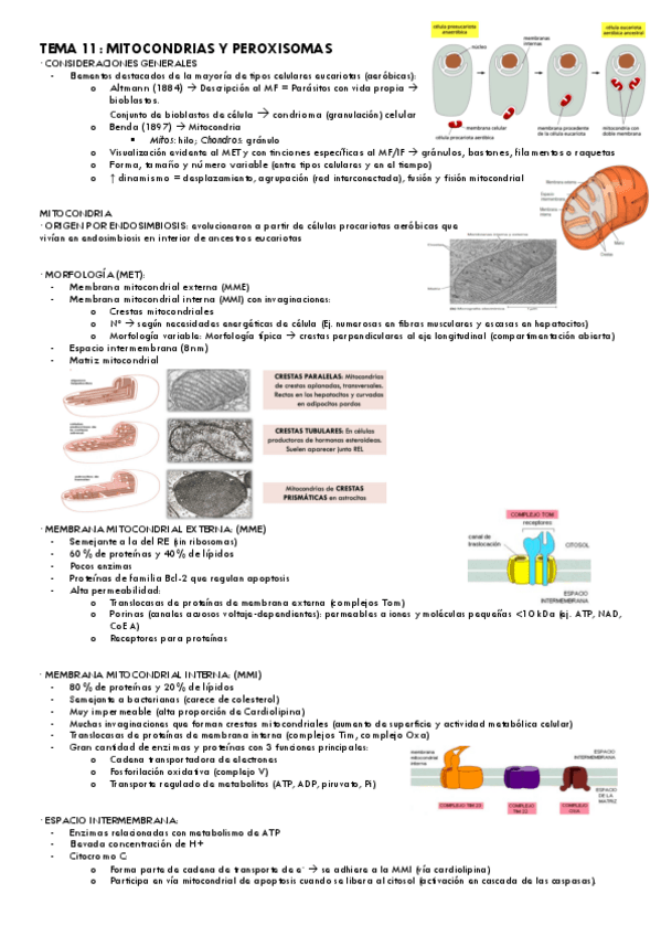 Miniatura del documento Tema-11.pdf