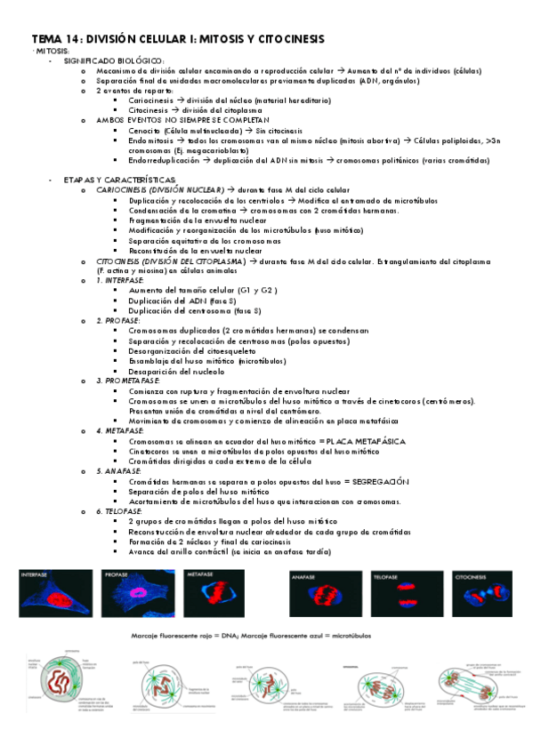Miniatura del documento Tema-14.pdf
