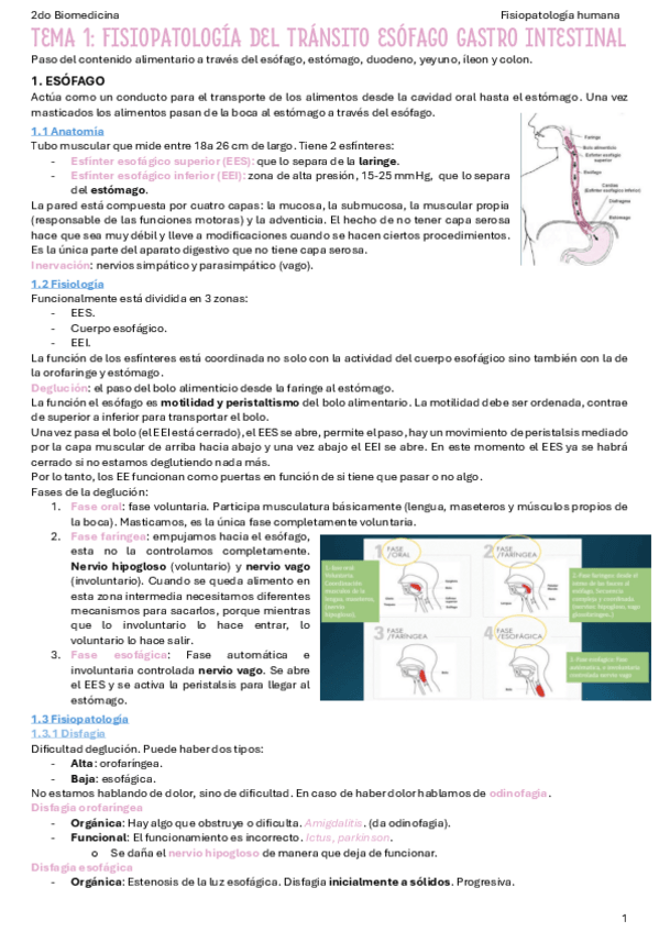 Miniatura del documento T1-Fisiopatologia-del-transito-esofago-gastro-intestinal.pdf