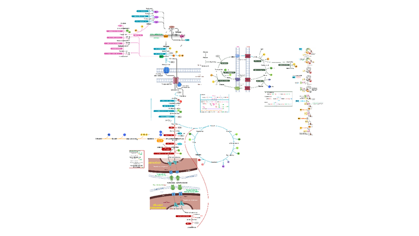 Miniatura del documento Esquema-metabolisme-lipids.pdf