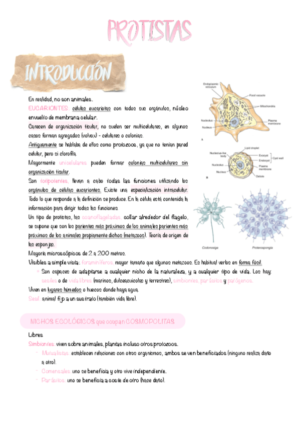 Miniatura del documento 3.-Protistas.pdf