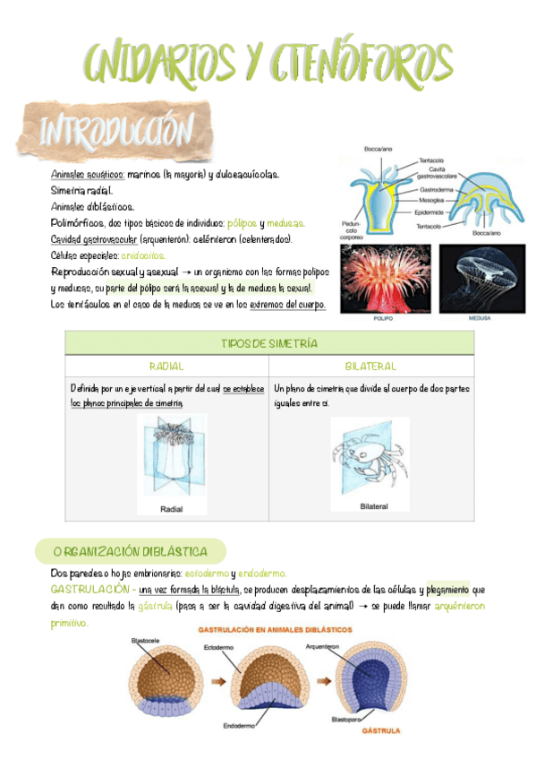 Miniatura del documento 5.-Cnidarios-y-Ctenoforos.pdf