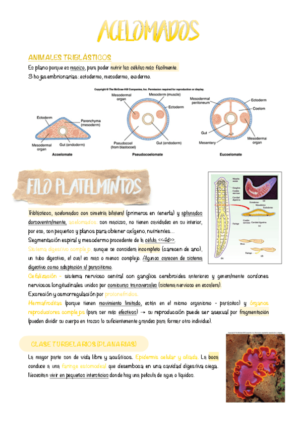 Miniatura del documento 6.-Acelomados.pdf