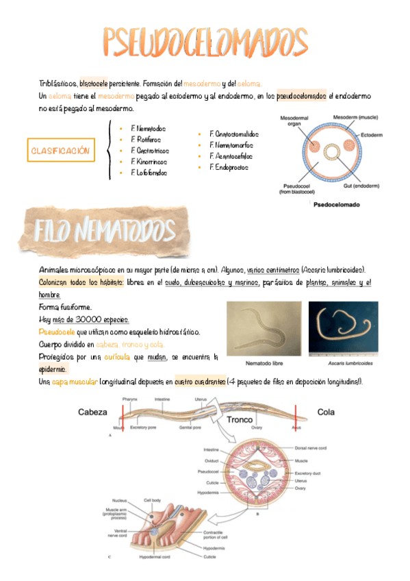 Miniatura del documento 7.-Pseudocelomados.pdf
