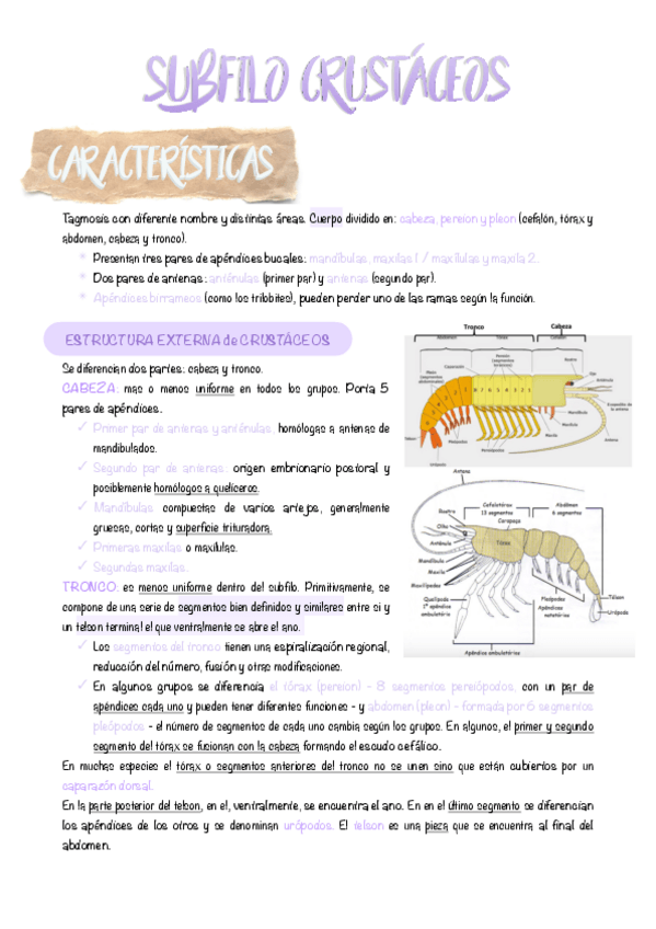 Miniatura del documento 12.-Crustaceos.pdf