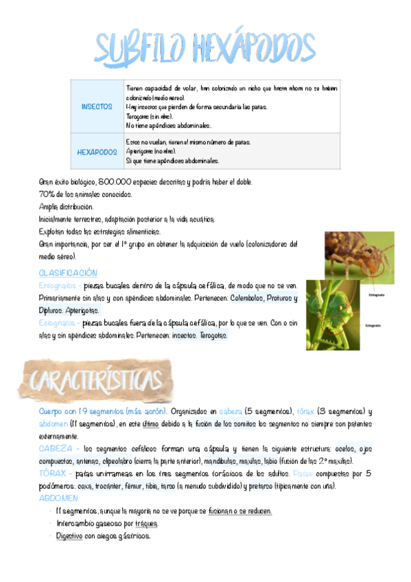 Miniatura del documento 14.-Subfilo-hexapodos.pdf