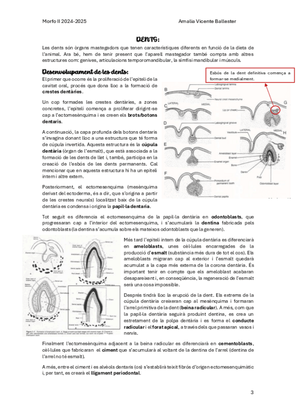 Miniatura del documento DENTS-4-8.pdf