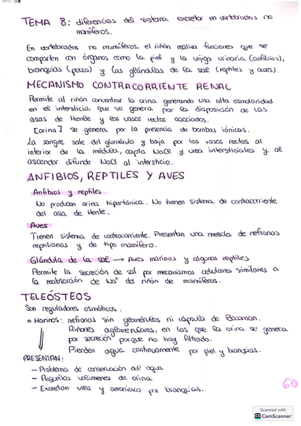 Miniatura del documento Tema-8-excretor.pdf