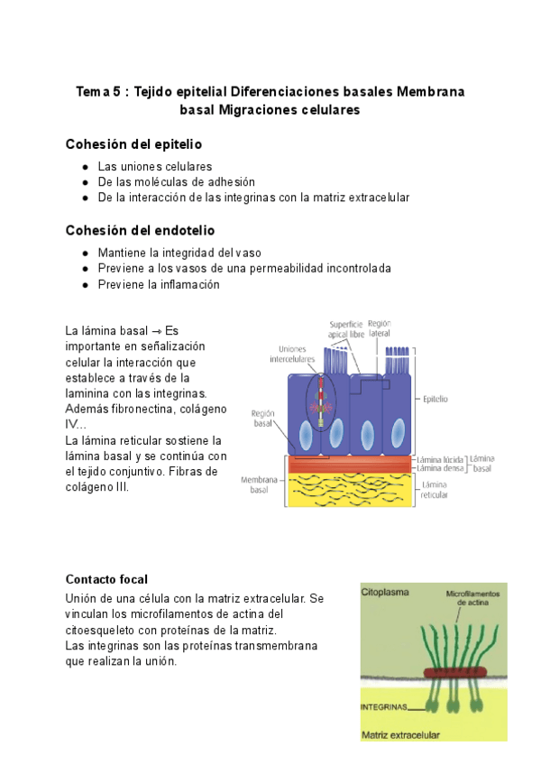 Miniatura del documento Tema-5--Tejido-epitelial-Diferenciaciones-basales-Membrana-basal-Migraciones-celulares.pdf
