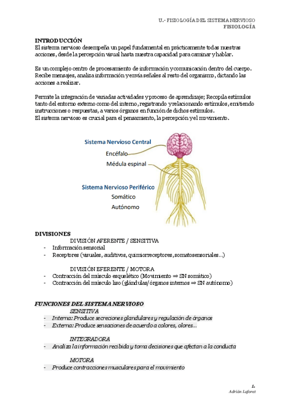 Miniatura del documento U.-FISIOLOGIA-DEL-SISTEMA-NERVIOSO.pdf